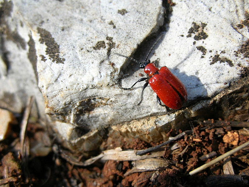 Chrysomelidae: Lilioceris lilii